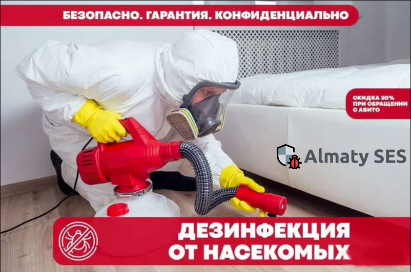 Дезинфекция клопов: Эффективные методы борьбы с назойливыми насекомыми