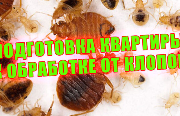 Клопы постельные уничтожение, подготовка квартиры к обработке от клопов