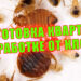 клопы постельные уничтожение