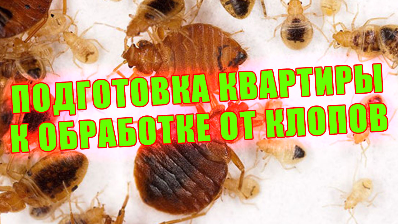 Клопы постельные уничтожение, подготовка квартиры к обработке от клопов
