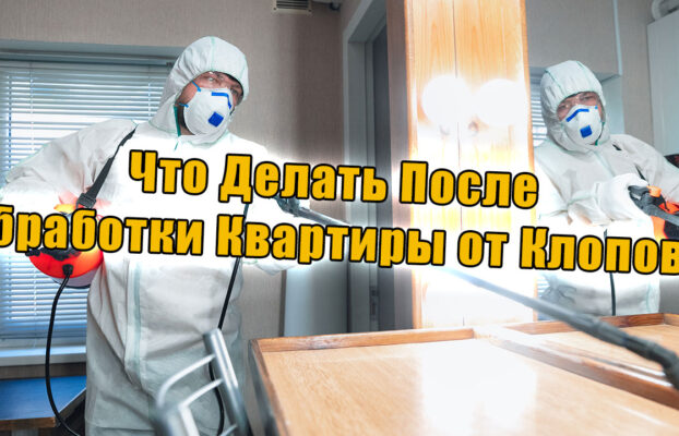 Услуги по дезинсекции от клопов. ЧТО ДЕЛАТЬ ПОСЛЕ ОБРАБОТКИ КВАРТИРЫ ОТ КЛОПОВ