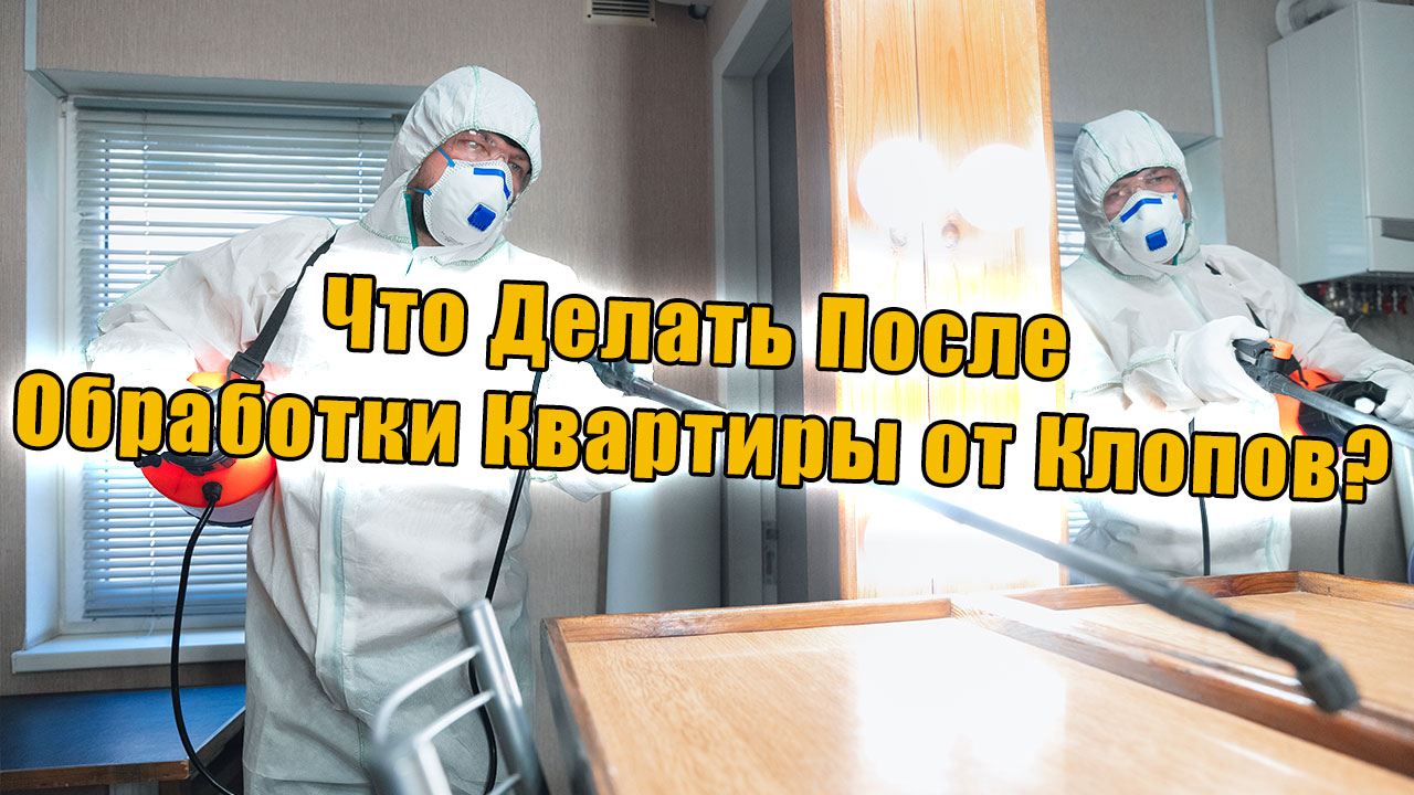 Услуги по дезинсекции от клопов. ЧТО ДЕЛАТЬ ПОСЛЕ ОБРАБОТКИ КВАРТИРЫ ОТ КЛОПОВ