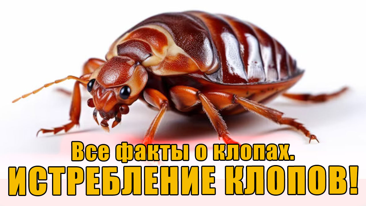 Уничтожение клопов. Все факты о клопах!